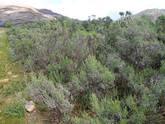 Dicerothamnus rhinocerotis