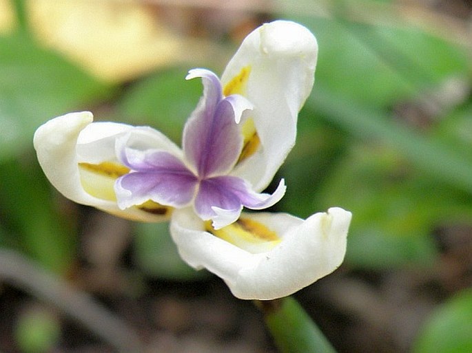 Dietes iridioides