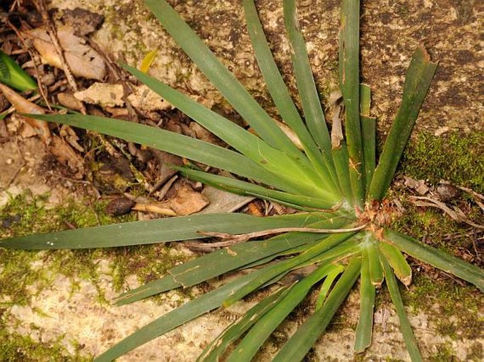 Dietes iridioides