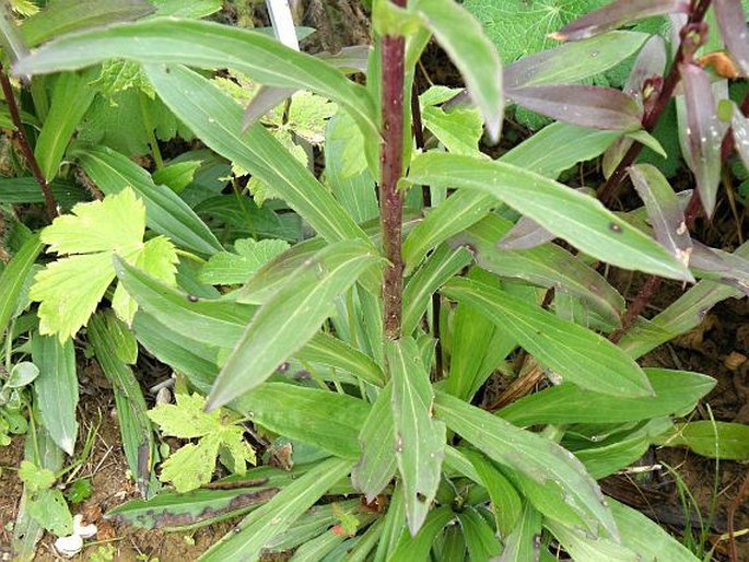 Digitalis ferruginea subsp. schischkinii