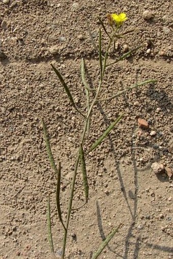 Diplotaxis tenuifolia