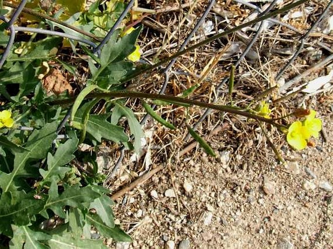 Diplotaxis tenuifolia