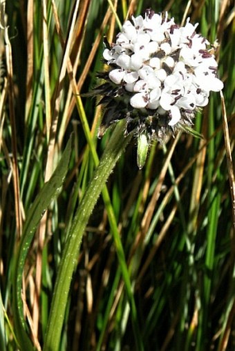 Dipsacus pinnatifidus