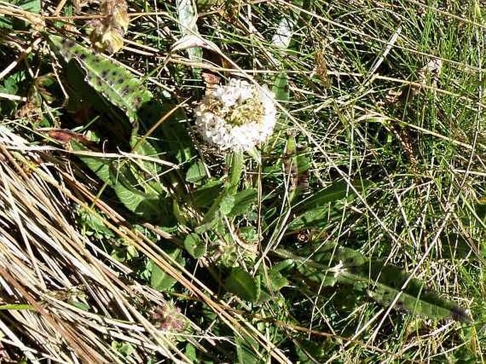 Dipsacus pinnatifidus