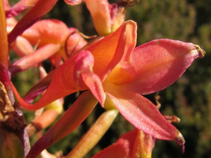 Disa ferruginea