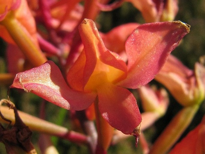 Disa ferruginea