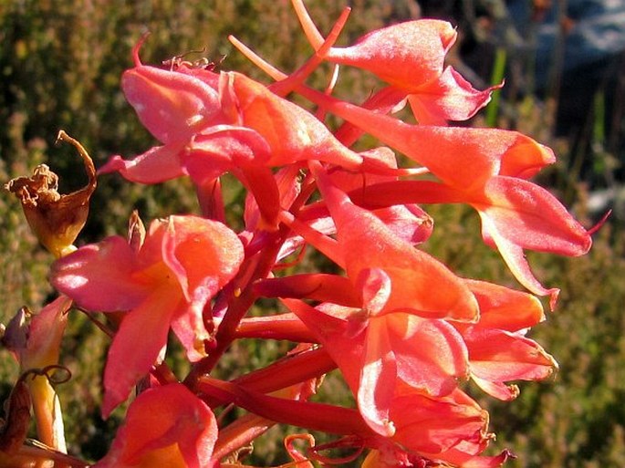 Disa ferruginea