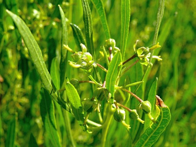 Dodonaea viscosa subsp. angustifolia