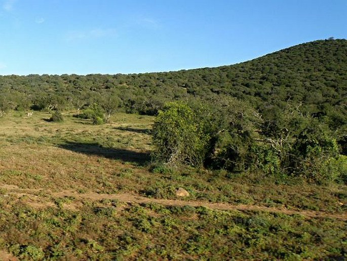 Dodonaea viscosa subsp. angustifolia