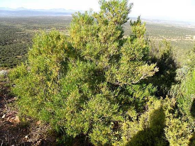 Dodonaea viscosa subsp. angustifolia