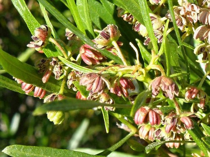 Dodonaea viscosa subsp. angustifolia