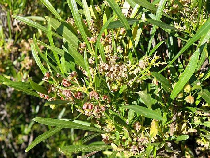 Dodonaea viscosa subsp. angustifolia