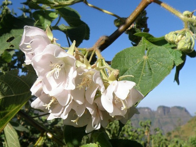 DOMBEYA TORRIDA (J. F. Gmel.) Bamps – klanoch