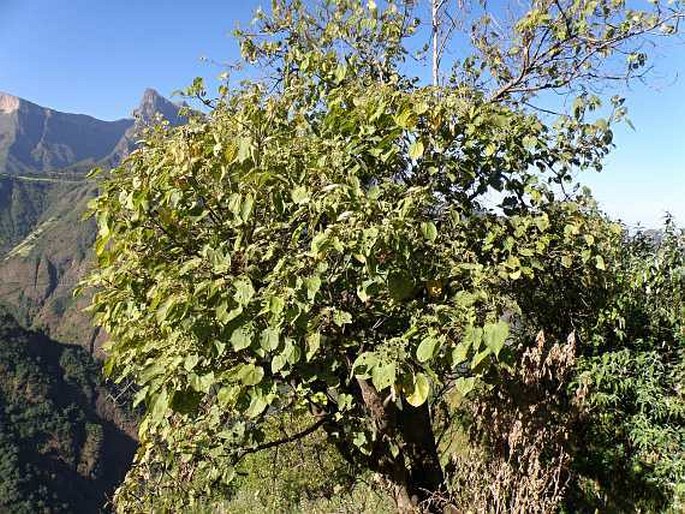 Dombeya torrida