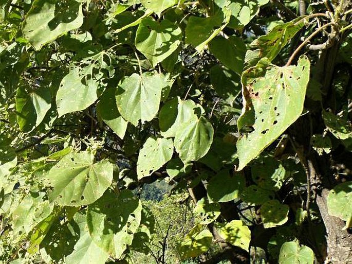 Dombeya torrida