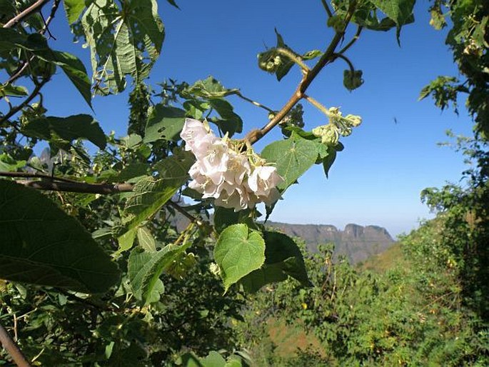 Dombeya torrida