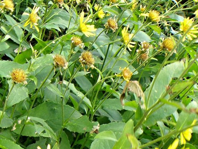 Doronicum corsicum