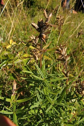 Dracocephalum ruyschiana