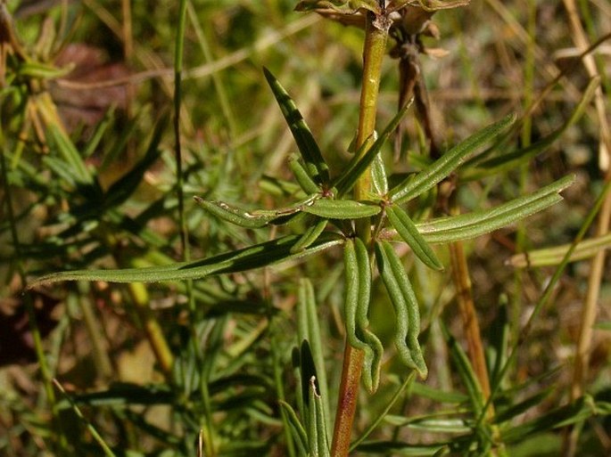 Dracocephalum ruyschiana