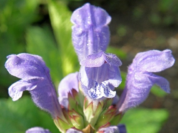 Dracocephalum ruyschiana