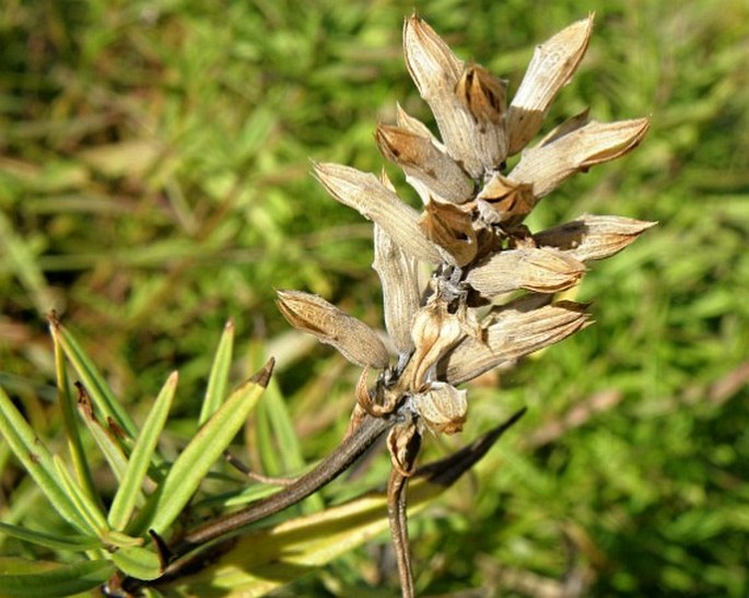 Dracocephalum ruyschiana