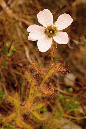 Drosera cistiflora