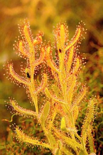 Drosera cistiflora