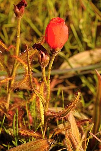 Drosera cistiflora