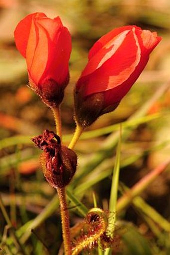 Drosera cistiflora