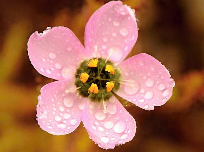 Drosera cistiflora