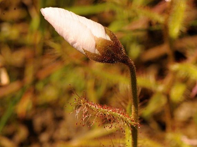 Drosera cistiflora