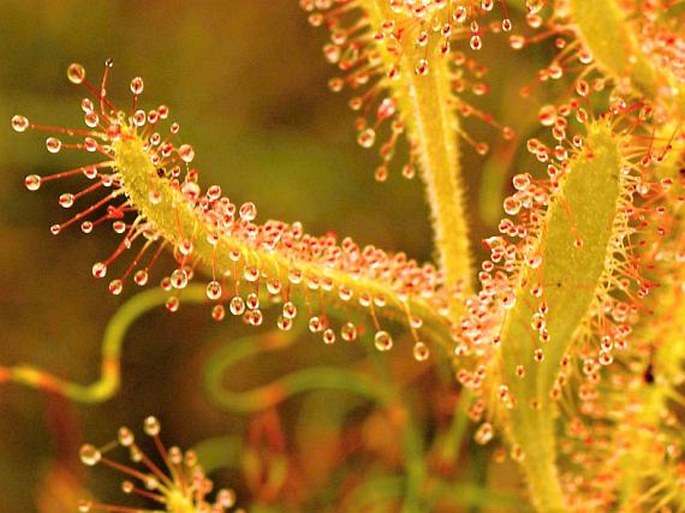 Drosera cistiflora