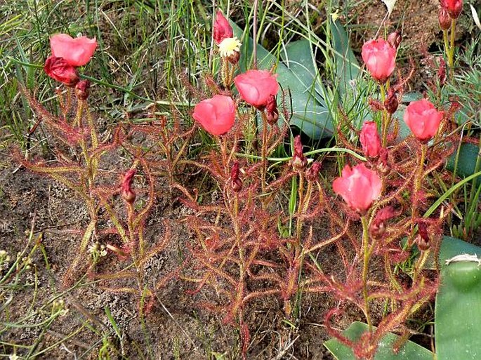 Drosera cistiflora