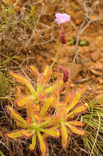 Drosera hilaris