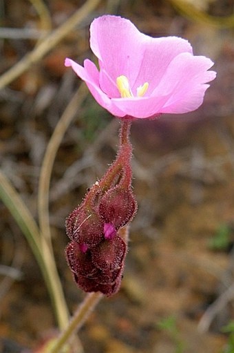 Drosera hilaris