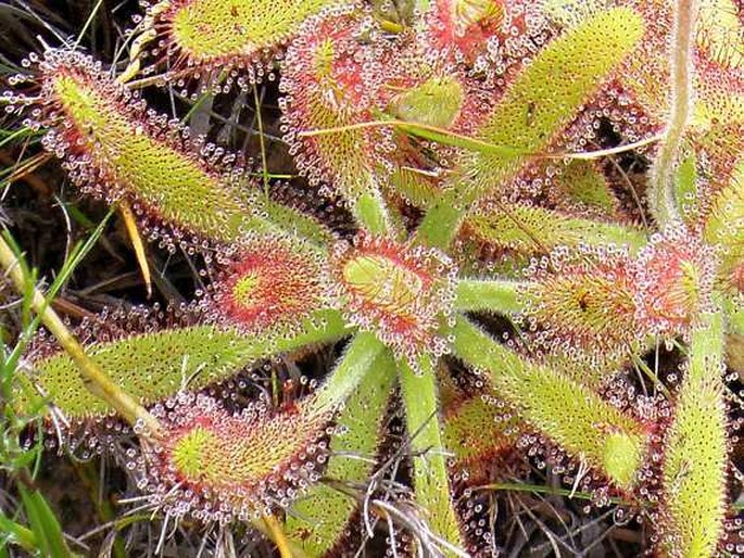 Drosera hilaris