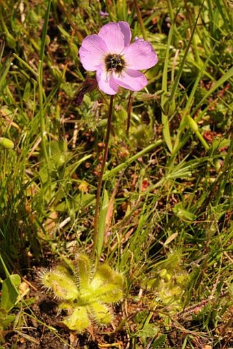 Drosera pauciflora