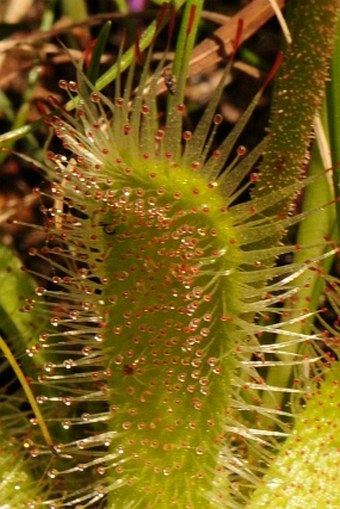 Drosera pauciflora