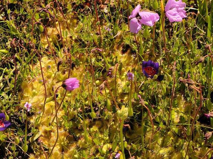 Drosera pauciflora