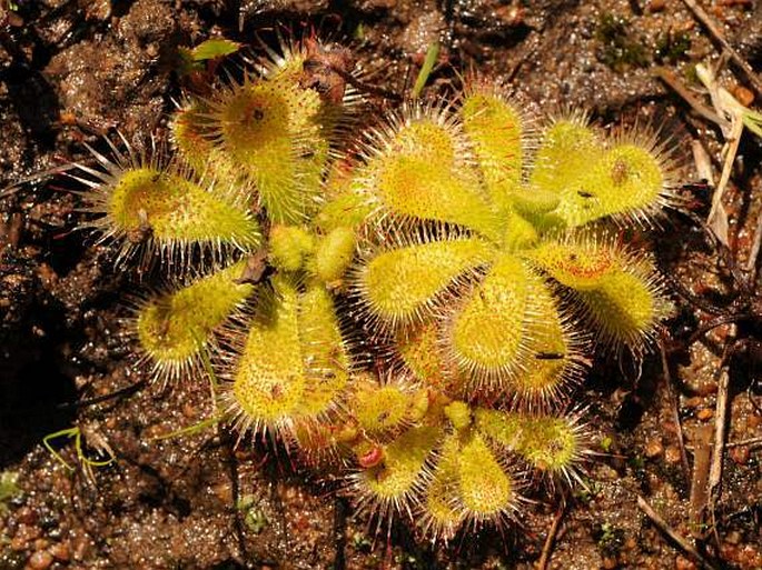 Drosera pauciflora