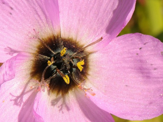 Drosera pauciflora