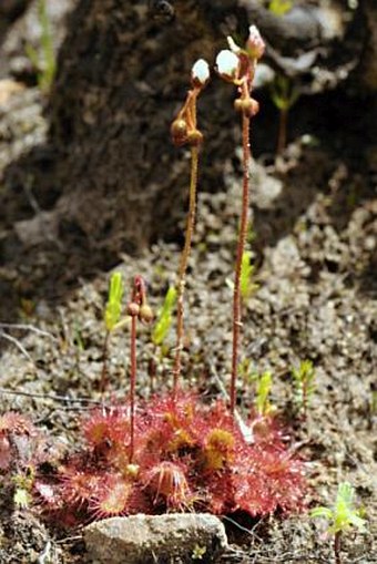 Drosera trinervia