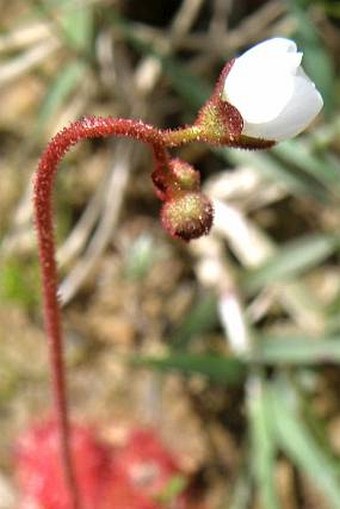 Drosera trinervia