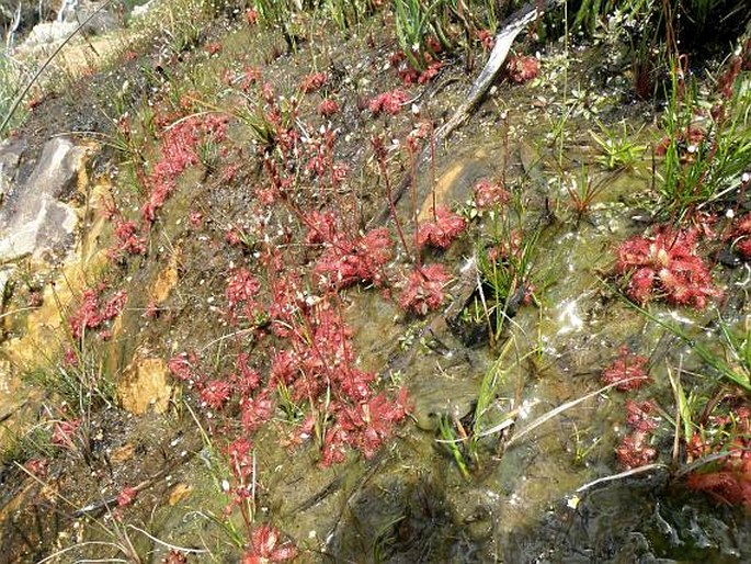 Drosera trinervia