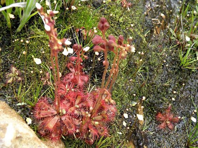 Drosera trinervia