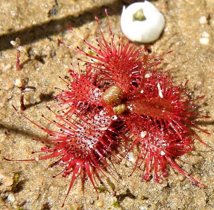 Drosera trinervia