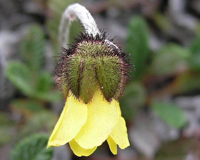 DRYAS DRUMMONDII Richardson ex Hook. – dryádka