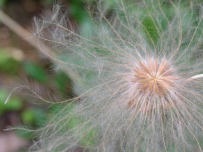 Dryas drummondii