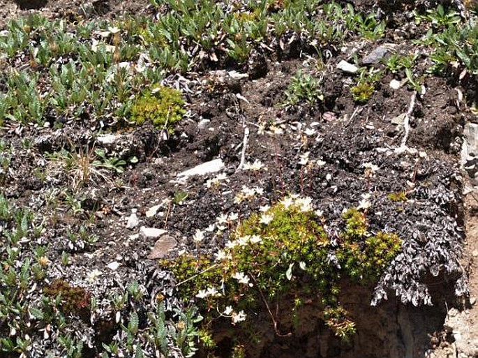 Dryas punctata subsp. hookeriana