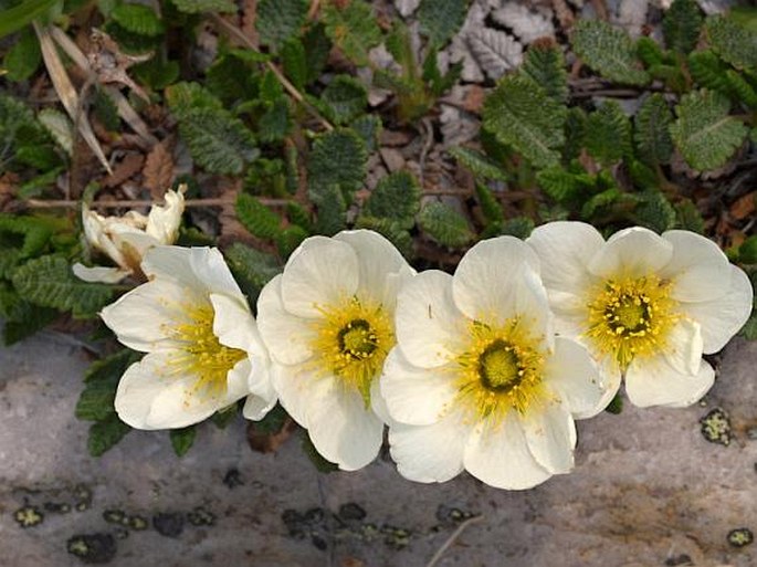 Dryas punctata subsp. hookeriana